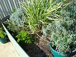 Aegis Ascot - picture-10-veggies.jpg Aegis Ascot - picture-10-veggies.jpg